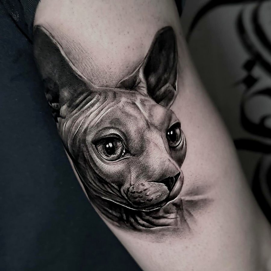 Gatto Sphynx realistico